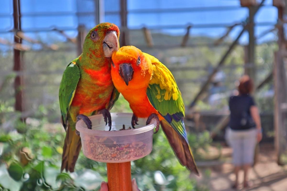 Parrot Ville Bird Park